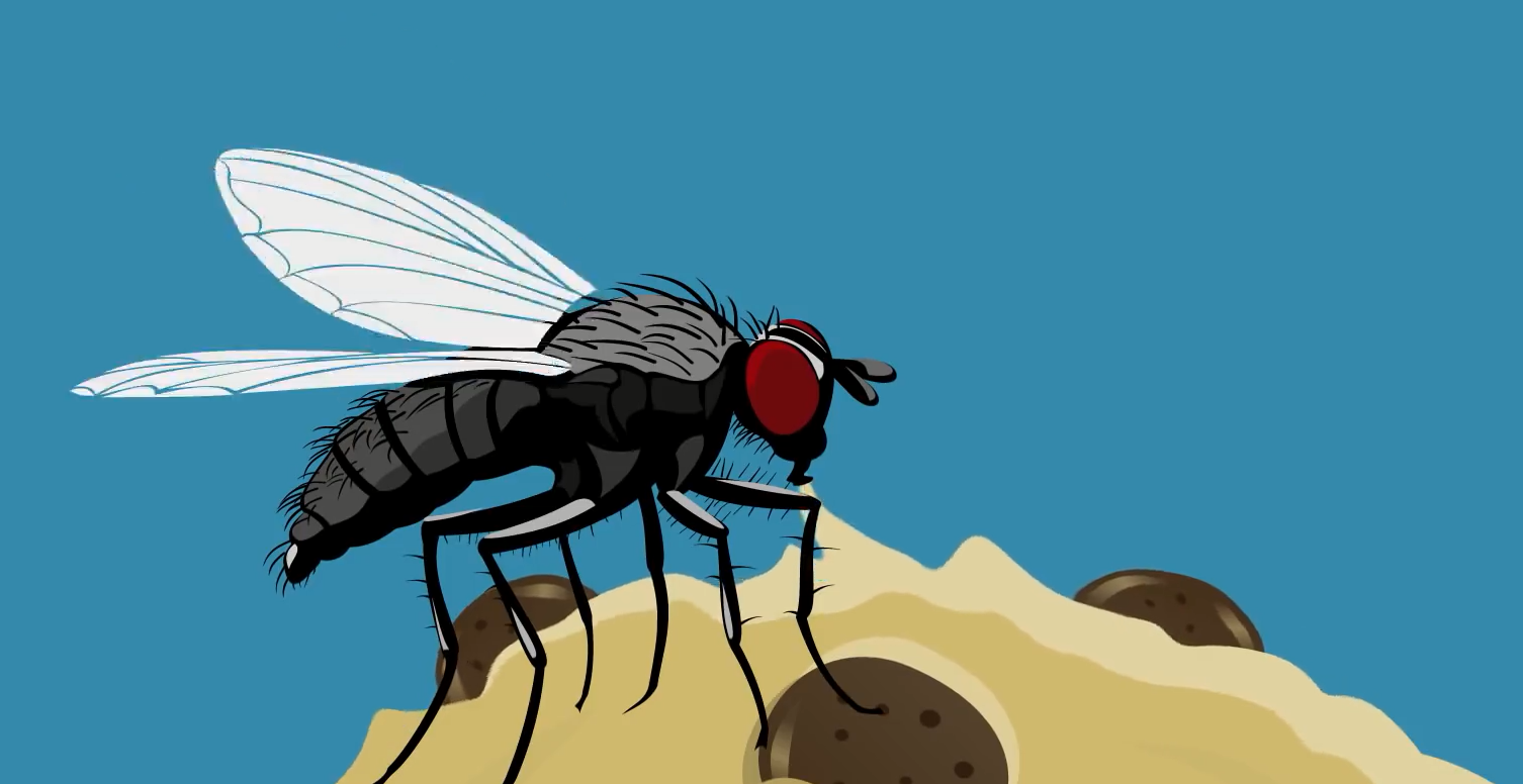 Hewan Serangga - Lalat | Susanto Wisata